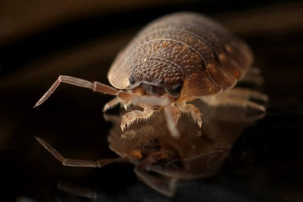PEST CONTROL ST ALBANS, Hertfordshire. Pests Our Team Eliminate - Bed Bugs.