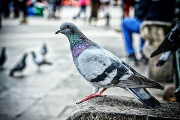 PEST CONTROL ST ALBANS, Hertfordshire. Pests Our Team Eliminate - Pigeons.