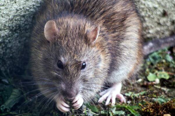 PEST CONTROL ST ALBANS, Hertfordshire. Pests Our Team Eliminate - Rats.
