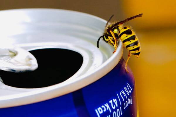 PEST CONTROL ST ALBANS, Hertfordshire. Pests Our Team Eliminate - Wasps.